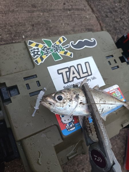 夕マズメアジング