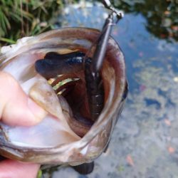 パンチショット!