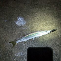 陸っぱり釣行記