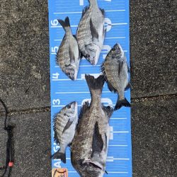 今治出張中、休み取れましたので、ふかせ釣り第4戦✨️