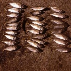 今年はいいのかな?