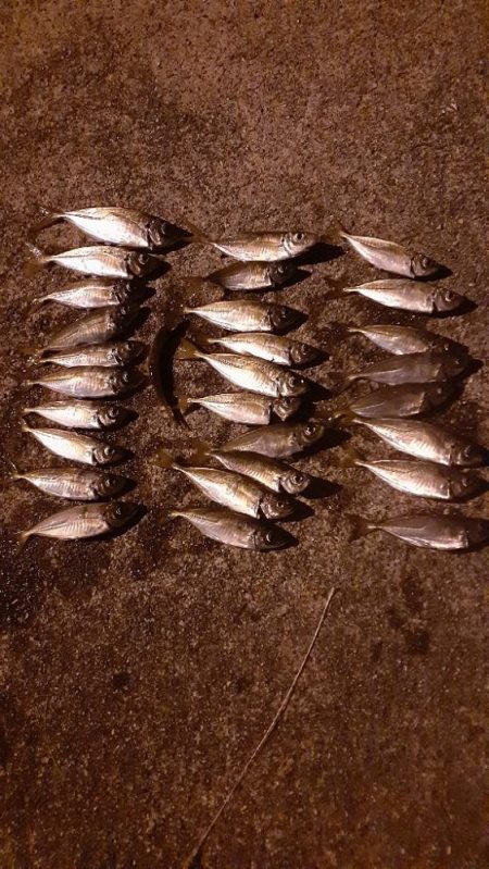 今年はいいのかな?