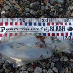 障泥2杯!甲イカ1杯!