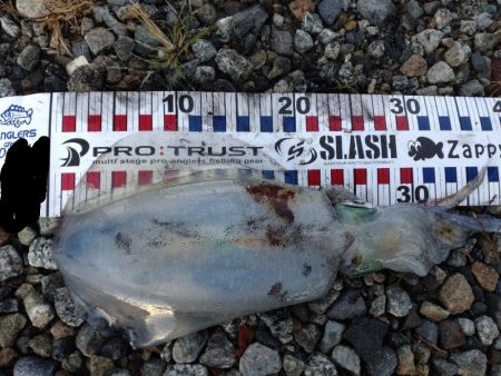 障泥2杯!甲イカ1杯!