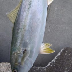 爆風ショアジギング!