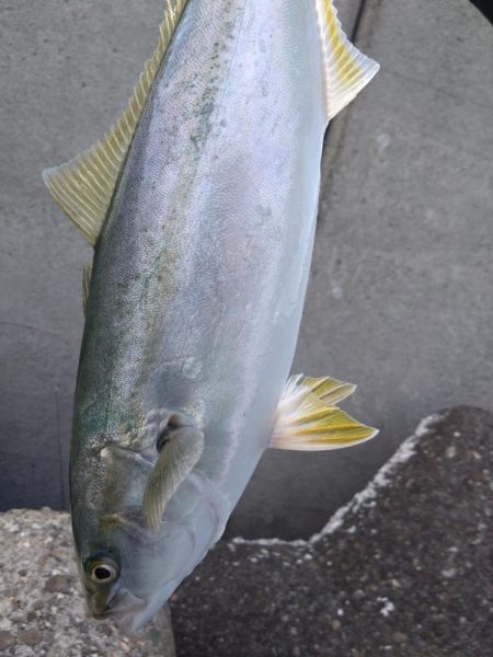 爆風ショアジギング!