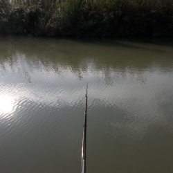 紀ノ川/田井ノ瀬 ヘラブナ釣り ヘラブナ30cm✗1枚,マブナ2枚