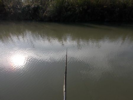 紀ノ川/田井ノ瀬 ヘラブナ釣り ヘラブナ30cm✗1枚,マブナ2枚