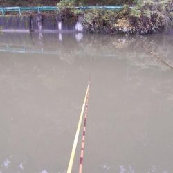 隠れ谷池(管理釣り場 橋本市) ヘラブナ釣り 6枚