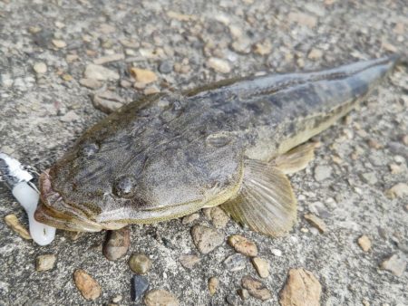 紀の川フラットフィッシュ