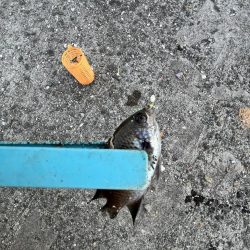 冬到来 おせんの時期