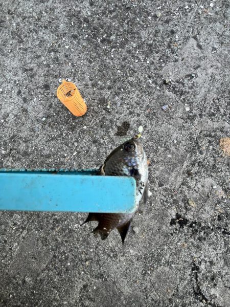 冬到来 おせんの時期