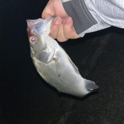 久々セイゴ祭り!