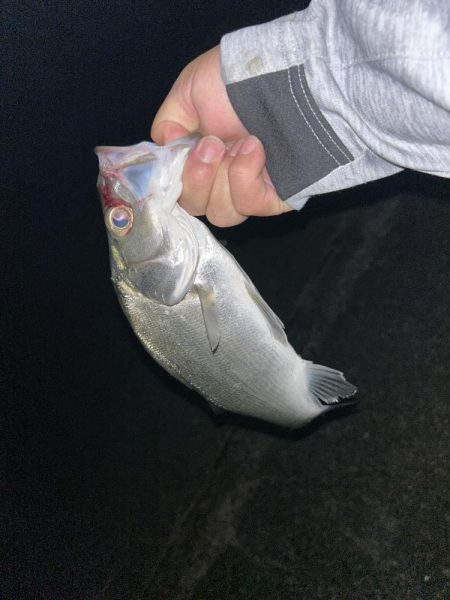 久々セイゴ祭り!