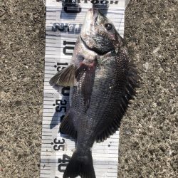 イチノ兄弟、釣果!