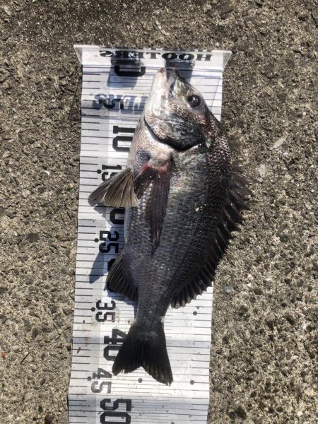 イチノ兄弟、釣果!