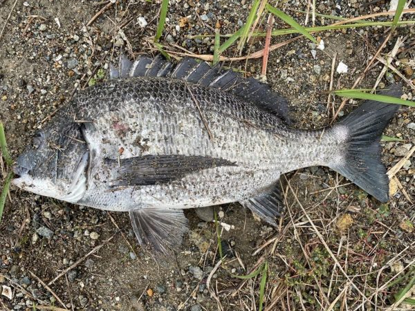 イチノ兄弟、釣果!