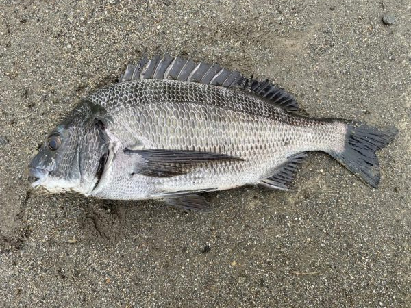 イチノ兄弟、釣果!