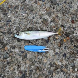 秋のアジ釣り 良型が少し