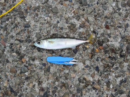 秋のアジ釣り 良型が少し