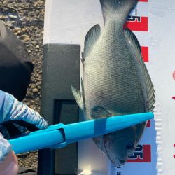 チヌ狙いのはずが?