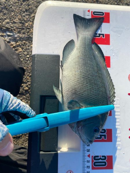 チヌ狙いのはずが?