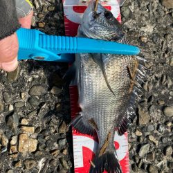 久しぶりのチヌ