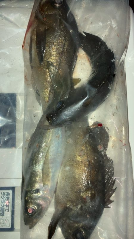 そろそろメバルシーズン