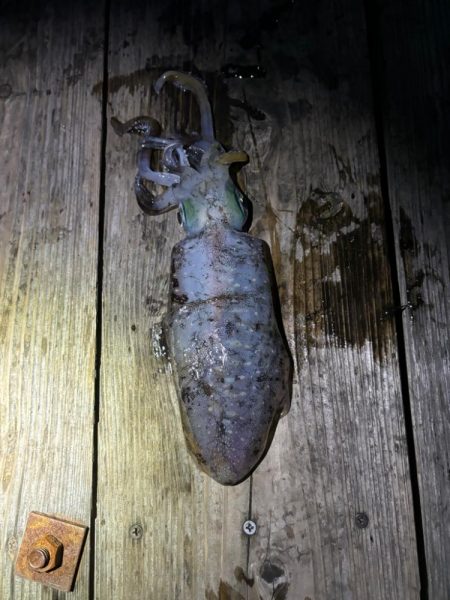 南伊勢筏ヤエン