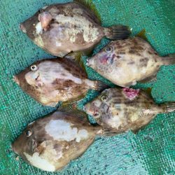 タチウオ&カワハギ