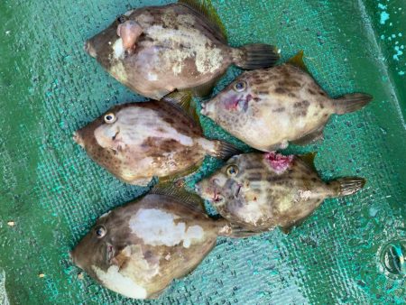 タチウオ&カワハギ