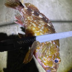 70近いシーバスのエラ洗い炸裂!!