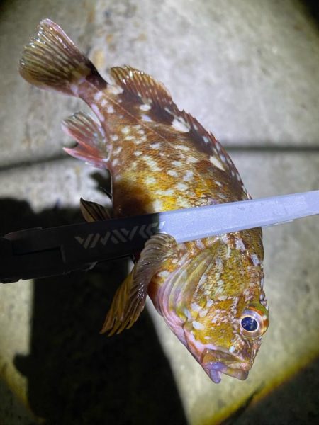 70近いシーバスのエラ洗い炸裂!!