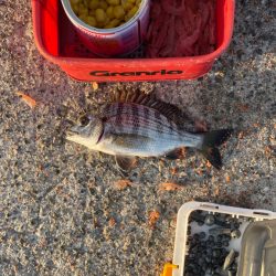 紀州釣り チヌ 11匹