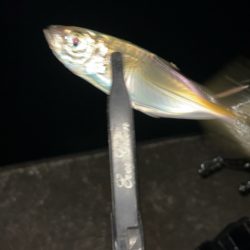 やっとメバルの季節が