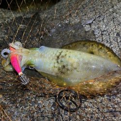 満月大潮効果のナイトエギングで良型アオリイ…