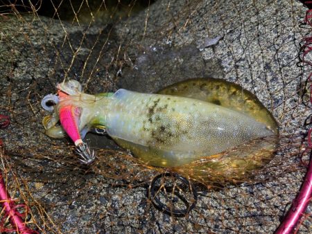 満月大潮効果のナイトエギングで良型アオリイ…