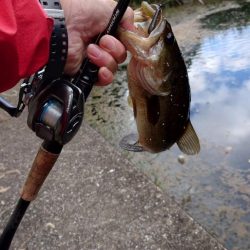 パンチショット!