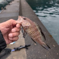 陸っぱり釣行記
