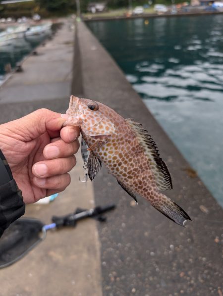 陸っぱり釣行記