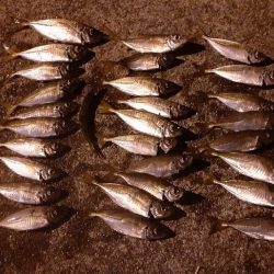 今年はいいのかな?