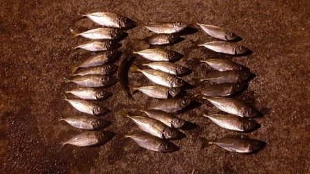 今年はいいのかな?