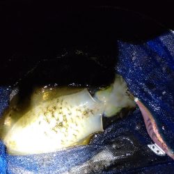 障泥2杯!甲イカ1杯!