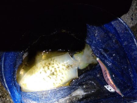 障泥2杯!甲イカ1杯!