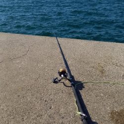 秋の青物シーズン開幕　（その５）