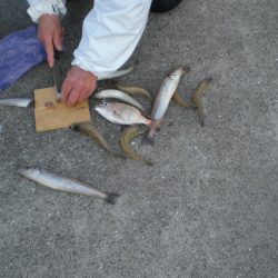 久しぶりの淡路島