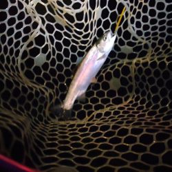 約一年ぶりの管理釣り場。魚いるの?