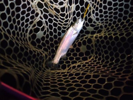 約一年ぶりの管理釣り場。魚いるの?