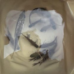 冬到来 おせんの時期