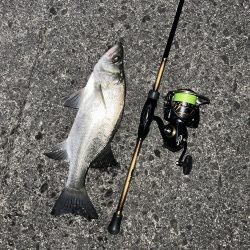 久々セイゴ祭り!